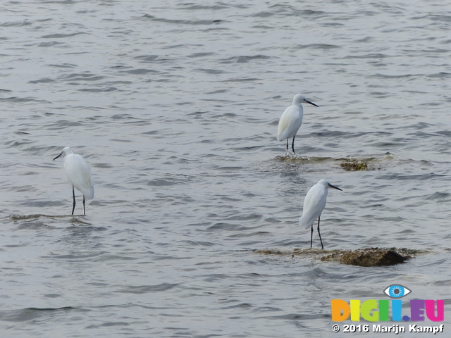 FZ027836 Three Little Egrets